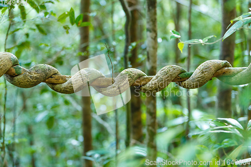 Image of Madagascar rainforest creeper liana