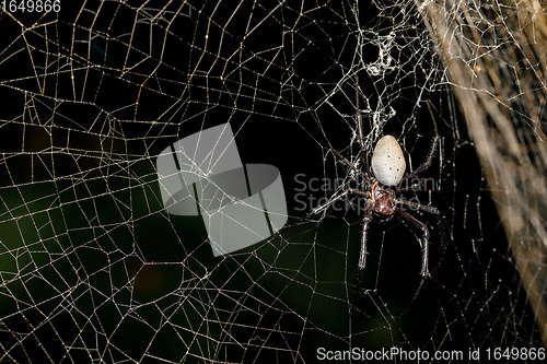 Image of big white spider Nephilengys livida Madagascar