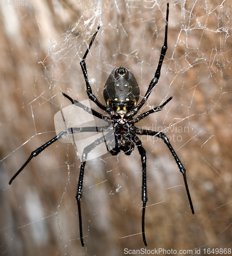 Image of big white spider Nephilengys livida Madagascar