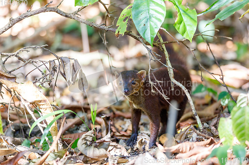 Image of Ring-tailed mongoose Madagascar wildlife