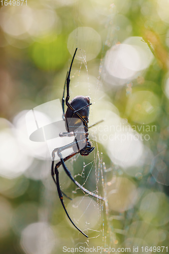 Image of big white spider Nephilengys livida Madagascar