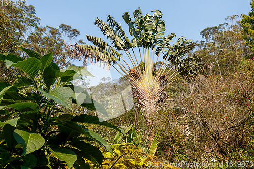 Image of Ravenala palm, traveler tree symbol of Madagascar