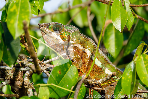 Image of panther chameleon, Masoala madagascar wildlife