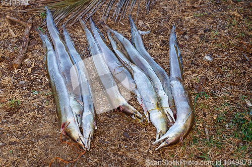 Image of Freshly caught fish, madagascar