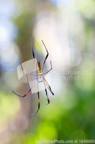 Image of Golden silk orb-weaver on net Madagascar wildlife