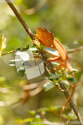 Image of Parson\'s chameleon (Calumma parsonii)