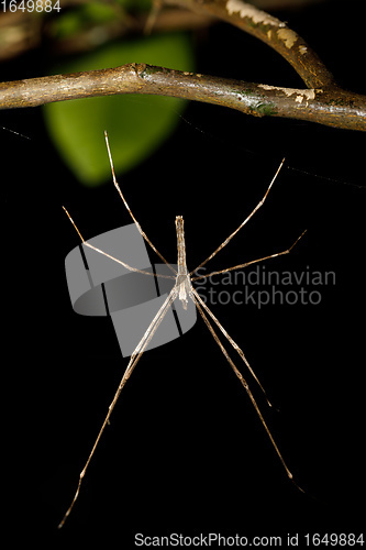 Image of orb-weaver spider spider, Madagascar wildlife