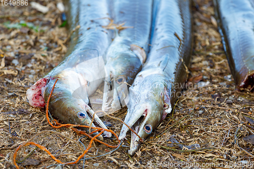 Image of Freshly caught fish, madagascar
