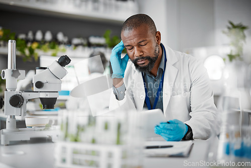 Image of Headache, tired and scientist man in plants test laboratory on tablet pharmaceutical research or data results. Mental health, fatigue or burnout african science person thinking, stress or risk report