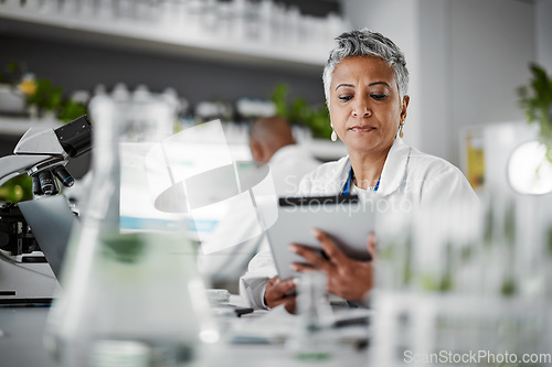 Image of Woman, reading or tablet in science laboratory in medical research or innovation ideas of genetic gmo engineering. Plant scientist, worker or biologist on technology in growth sustainability thinking