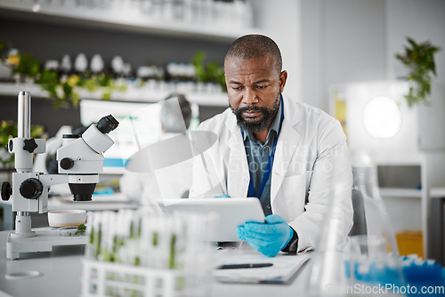 Image of Plant scientist, tablet or thinking in science laboratory for medical research, innovation or ideas for genetic gmo engineering. Black man, worker or biologist on technology for growth sustainability