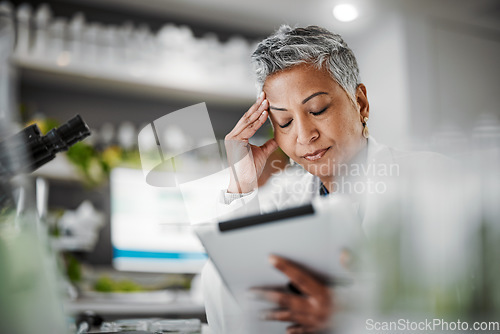 Image of Headache, stress and scientist woman in laboratory on tablet for plants pharmaceutical research or data results. Mental health, fatigue and burnout senior, science person sad, tired or risk report