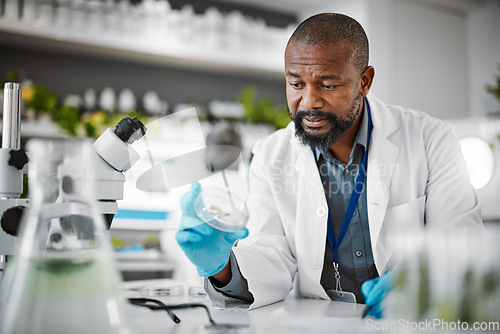 Image of Man, stress or anxiety and laboratory sample, petri dish fail or leaf engineering mistake in medical research or food growth. Biologist, scientist or worker and science glass in plant pharma crisis