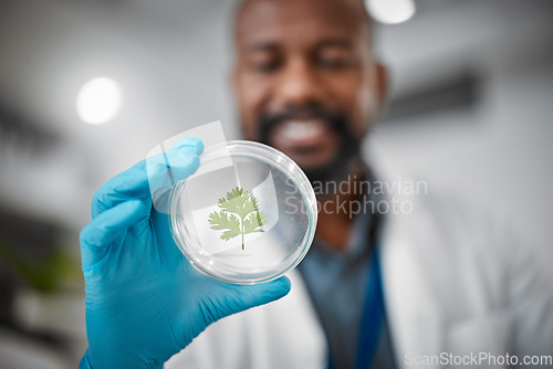 Image of Laboratory, petri dish or hands with leaf sample in medical engineering, gmo food analytics or farming innovation. Zoom, scientist or man with science plant in glass pharma study for climate change