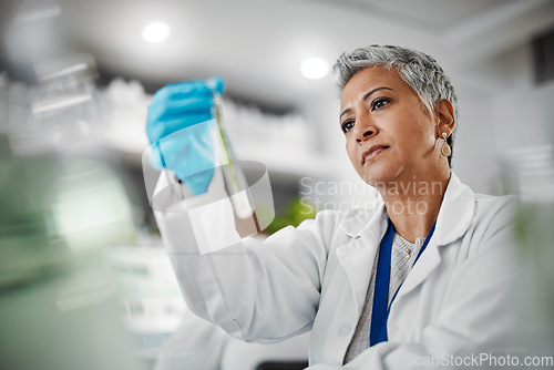 Image of Science, test tube and senior woman scientist doing research, experiment or test on plants in lab. Ecology, glass and elderly female botanist studying natural leaves in eco friendly botany laboratory