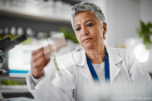 Image of Plant scientist, thinking or test tubes in laboratory pharma, medical science research or gmo food engineering. Woman, biologist or glass equipment in leaf healthcare, sustainability growth or study