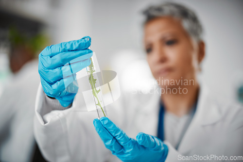 Image of Plant scientist, hands or test tubes in laboratory pharma, medical science research or gmo food engineering. Zoom, woman or biologist and glass equipment in leaf healthcare, sustainability or growth