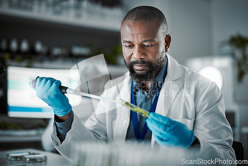 Image of Plants, laboratory and scientist man with natural exam, leaves solution and eco friendly medicine, research or study. Glass, sustainable healthcare and pharmaceutical growth of african science expert
