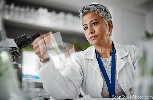 Image of Botany, test tube and senior female scientist doing research, experiment or test on plants in lab. Ecology, glass vial and elderly woman botanist studying leaves in eco friendly science a laboratory.