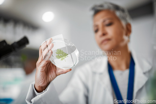 Image of Laboratory, petri dish or woman with leaf sample in medical engineering, gmo food analytics or farming innovation. Zoom, scientist or hands with science plant in glass pharma study for climate change