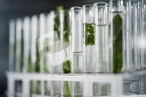 Image of Plant science, test tubes and laboratory for research, analysis or floral experiment. Agriculture, growth and green leaf, plants or herbs soaked in chemical liquid or water vial for botany in lab.