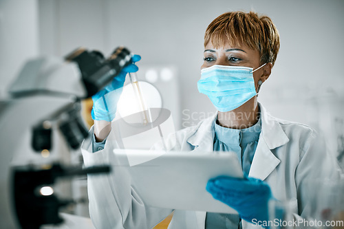 Image of Doctor, microscope or black woman on tablet and test tube in science lab for DNA research, medical or medicine data analysis. Scientist, healthcare or nurse on health, innovation or covid virus study