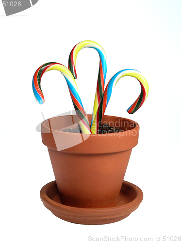 Image of Potted Canes