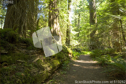 Image of Olympic National Park