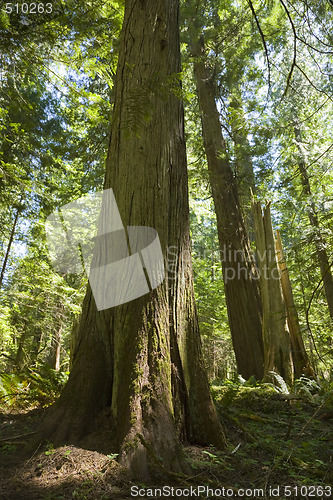 Image of Olympic National Park