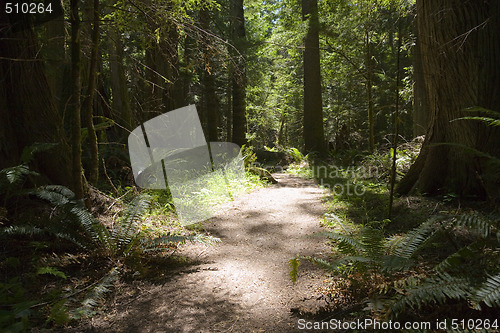 Image of Olympic National Park