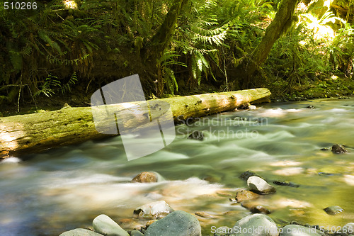 Image of Olympic National Park