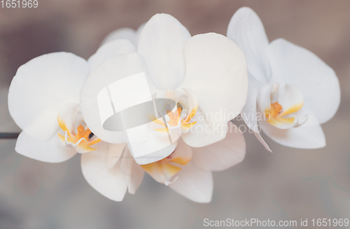 Image of romantic white flower orchid
