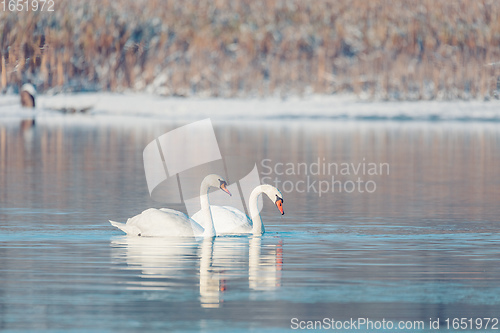 Image of Wild bird mute swan in winter on pond