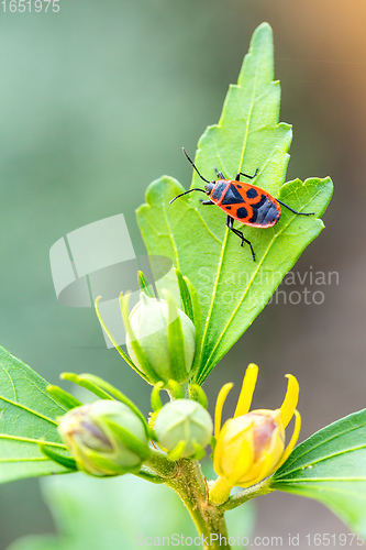 Image of The firebug, common insect Europe wildlife