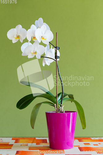 Image of romantic white orchid on the desk