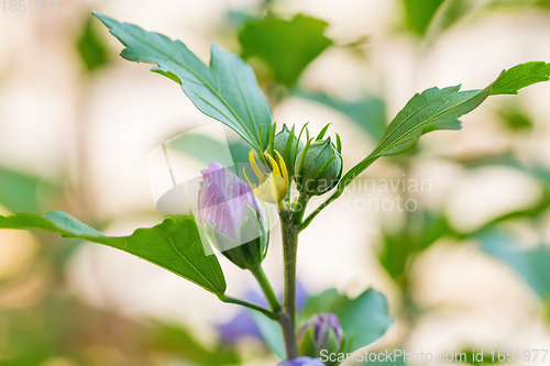 Image of beautiful violet hibiscus in garden