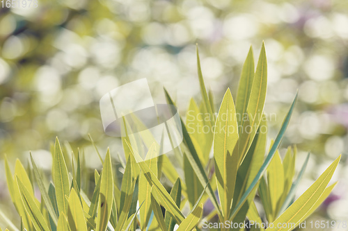 Image of green grass plant leaf background