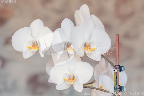 Image of romantic white flower orchid