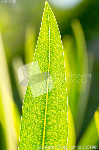 Image of Green Leaf Texture background