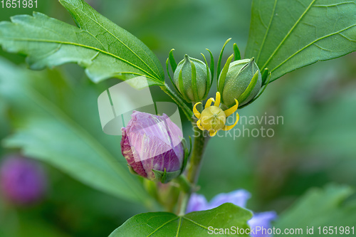 Image of beautiful violet hibiscus in garden