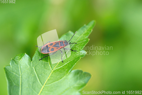 Image of The firebug, common insect Europe wildlife