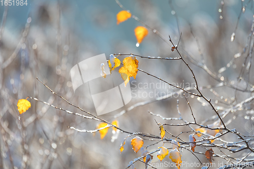 Image of beautiful autumn yellow birch leaves background