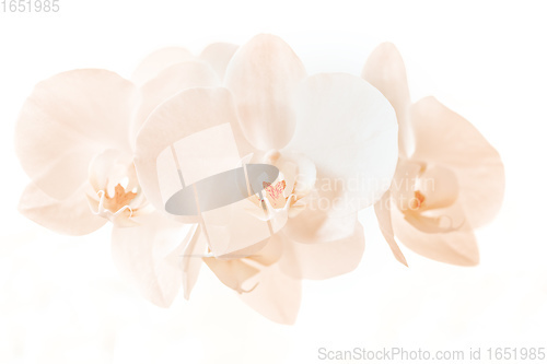 Image of romantic branch of white orchid on beige background