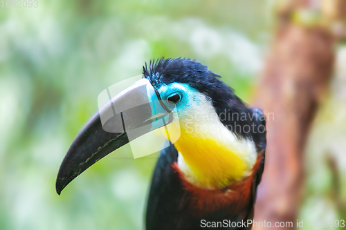 Image of bird hannel-billed toucan, Ramphastos vitellinus