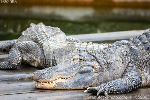 Image of American alligator (Alligator mississippiensis)