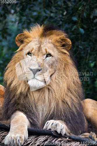 Image of Southwest African lion or Katanga lion