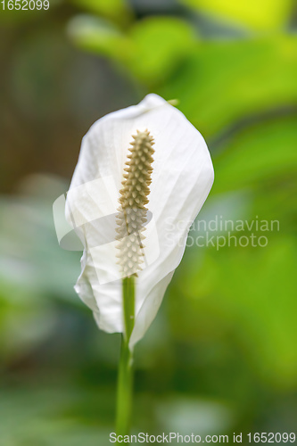 Image of Spathiphyllum, Peace lily
