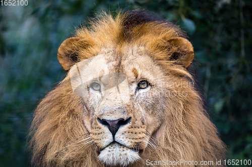Image of Southwest African lion or Katanga lion