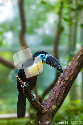 Image of bird hannel-billed toucan, Ramphastos vitellinus