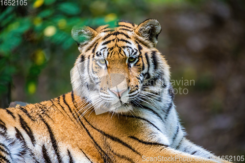 Image of resting Siberian tiger, Panthera tigris altaica